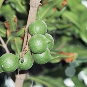Macadamia Tree - close-up of nuts