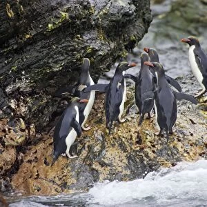 Macaroni Penguin - Climbing up rocks from sea Royal Bay, South Georgia BI007832. tif