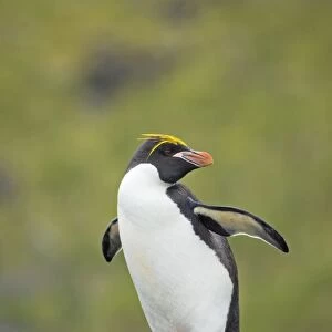Macaroni Penguin Royal Bay, South Georgia BI007833