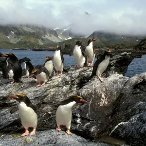 Macaroni Penguins - returning from feeding trip, South Georgia, Antarctica, Islands in the southern oceans, Antarctica JPF31215 Macaroni Penguins - returning from feeding trip, South Georgia, Antarctica, Islands in the southern oceans, Antarctica JPF31215