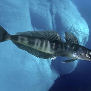 Mackerel icefish, Champsocephalus gunnari, swimming under ice. Unlike other vertebrates, fish of the Antarctic icefish family (Channichthyidae) do not use haemoglobin to transport oxygen around their bodies; instead