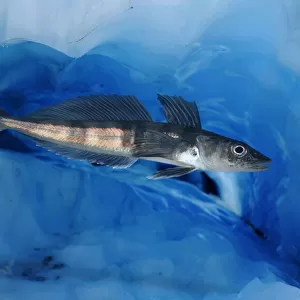 Mackerel icefish, Champsocephalus gunnari, swimming under ice. Unlike other vertebrates, fish of the Antarctic icefish family (Channichthyidae) do not use haemoglobin to transport oxygen around their bodies; instead