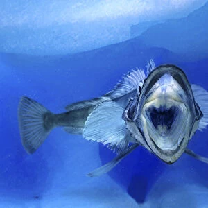 Mackerel icefish, Champsocephalus gunnari, with mouth open. Unlike other vertebrates, fish of the Antarctic icefish family (Channichthyidae) do not use haemoglobin to transport oxygen around their bodies; instead