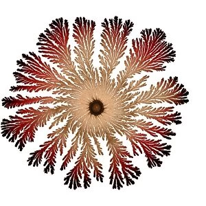 Macro Photograph: Patterns of Paenibacillus bacteria on petri dish - T type (tip-splitting morphotype); magnification x5. 6 (A4 size: 29. 7 cm width)