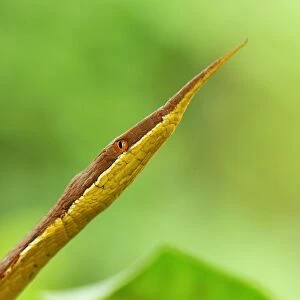 Madagascan Twig-nosed Snake / Spear-nosed Snake - male - Northern Madagascar