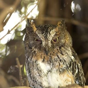 Madagascar Scops Owl - regional endemic. Roosting in tree Berenty, Madagascar