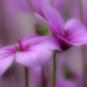 Madeiran Cranesbill pink coloured blossoms Germany Madeiran Cranesbill pink coloured blossoms Germany