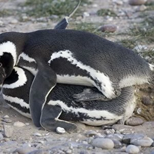 Magellanic Penguin - mating Cabo dos Bahias Provincial Reserve, Chubut Province, Patagonia, Argentina