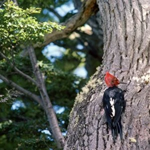 Magellanic Woodpecker Tierra de Fuego, Argentina