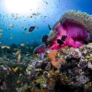 Magnificent Anemone Coral - Dega Thila - Eboodhoo - Maldives
