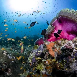 Magnificent Anemone Coral - Dega Thila - Eboodhoo - Maldives Magnificent Anemone Coral - Dega Thila - Eboodhoo - Maldives