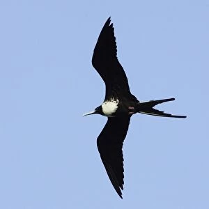 Magnificent Frigatebird. Venezuela