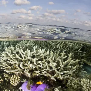 Magnificent Sea Anemone - at Hardcoral Garden - Dega Thila - South-Ari atoll - Maldives Magnificent Sea Anemone - at Hardcoral Garden - Dega Thila - South-Ari atoll - Maldives