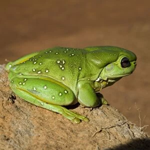 Magnificent / Splendid Tree Frog Splendid Tree Frogs are confined to rocky areas of the Kimberley and nothern areas of Northern Territory. Also found around aboriginal communities and remote stations. Moderately common