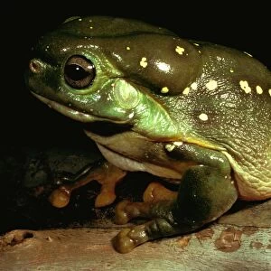 Magnificent tree frog - showing skin gland. Large, 12 cm. Discovered in 1975, rarely seen