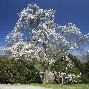 Magnolia Tree - blossom in springtime - Hessen - Germany Magnolia Tree - blossom in springtime - Hessen - Germany