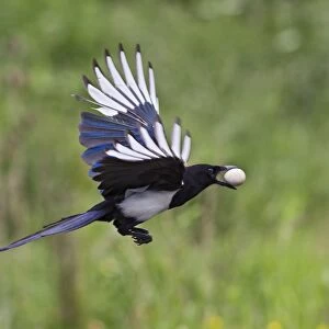 Magpie - in flight - stealing Partridge egg - Bedfordshire UK 11028