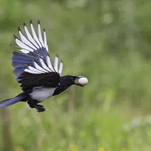 Magpie - in flight - stealing Partridge egg - Bedfordshire UK 11028