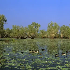 Magpie Goose - Feeding in Yellow Water, Kakadu National Park (World Heritage Area), Northern Territory, Australia JPF51422