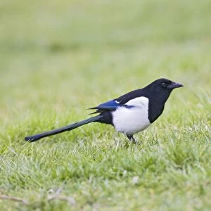 Magpie - on grass side view West Wales UK 005405