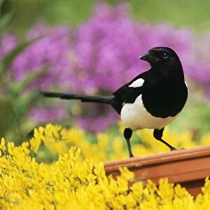 Magpie - Perched on plant-pot in garden. Watercolour effect