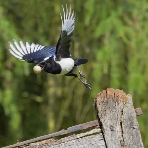 Magpie - stealing pheasants egg - in flight - Bedfordshire UK 10632