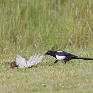 Magpie - youngster feeding on Pheasant in meadow - Bedfordshire UK 11036