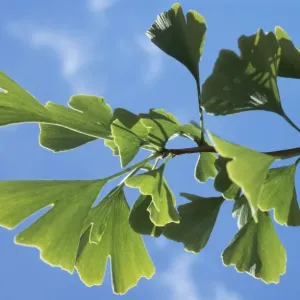 Maidenhair Tree PM 8967 Ginkgo bilobatum © P. Morris / ARDEA LONDON Maidenhair Tree PM 8967 Ginkgo bilobatum © P. Morris / ARDEA LONDON