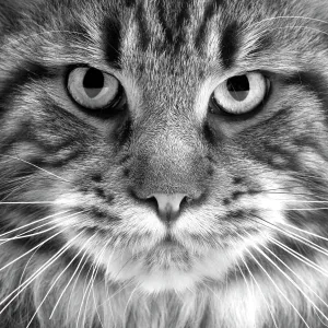 Maine coon Cat - close-up of face. Black and White