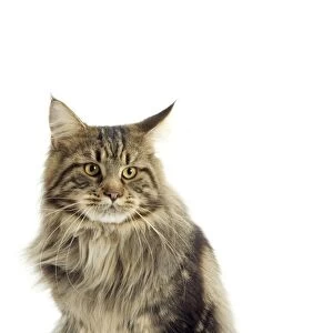 Maine Coon Cat - Sitting down