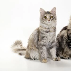 Maine Coon Cats - kittens 4 months old