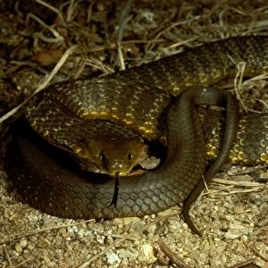 Mainland tiger snake - flickering its tongue