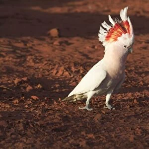 Major Mitchell's Cockatoo - Approaching a pool to drink at dawn At Lajamanu an aboriginal community on the edge of the Tanami Desert, Northern Territory, Australia. Endemic to Australia