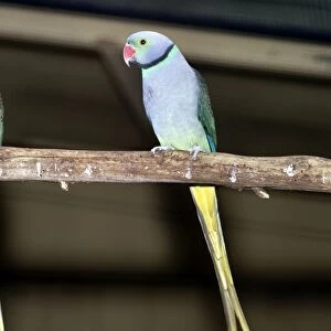 Malabar Parakeet - male