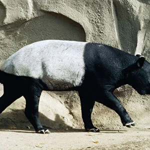Malay / Sadle-backed Tapir
