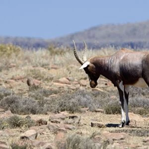 Male Blesbok in territorial display pose. Inhabits open grassland with water. Endemic to South Africa. Mountain Zebra National Park, Eastern Cape, South Africa