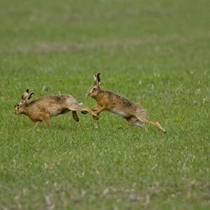 Male Brown Hare chasing female in Oxordshire February