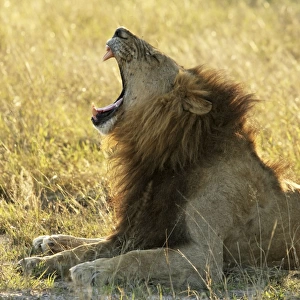 male lion yawning, Moremi game reserve, Botswanan