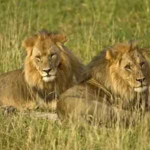 Two male lions - close up resting in evening light - Kalahari - Botswana Two male lions - close up resting in evening light - Kalahari - Botswana