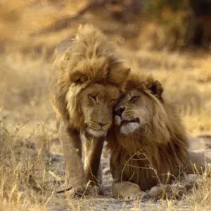 Male Lions CRH 437 Headrubbing - Moremi, Botswana Panthera leo © Chris Harvey / ardea. com Male Lions CRH 437 Headrubbing - Moremi, Botswana Panthera leo © Chris Harvey / ardea. com