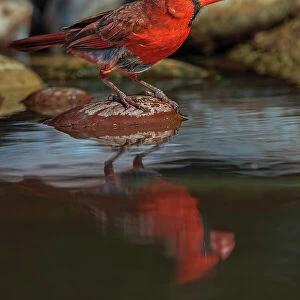 Male Northern Cardinal bathing in small desert pond, Rio Grande Valley, Texas Date: 24-04-2021
