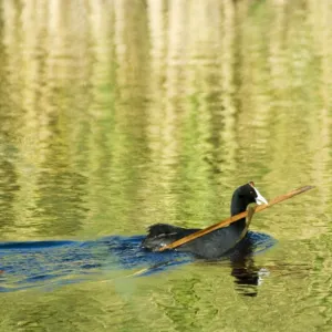 Male Red-knobbed Coot carrying nesting material. Inhabits dams, freshwater pans and lakes, avoiding fast flowing rivers. Karoo National Park, Western Cape, South Africa