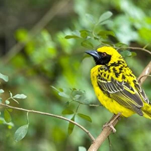 Male Village / Spotted-backed Weaver on perch. Inhabits savanna, breeding colonially in trees, often overhanging water. Congregates in large flocks in grassland when not breeding. Grahamstown, Eastern Cape, South Africa