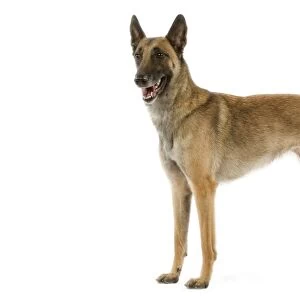Malinois / Belgian Shepherd Dog. Also know as Chien de Berger Belge