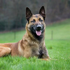 Malinois / Belgian Shepherd Dog