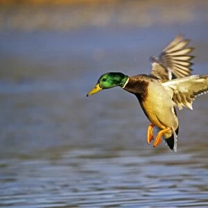 Mallard duck - drake landing on pond. Fall. Washington. British Columbia, Western U. S. A bd625