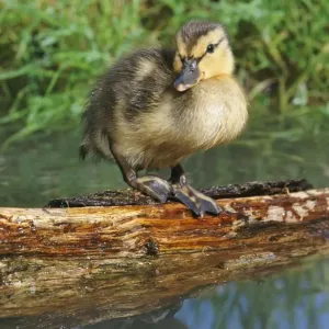 Mallard Duck - Duckling standing on log in a pond Mallard Duck - Duckling standing on log in a pond
