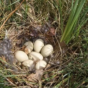Mallard Duck - eggs in nest