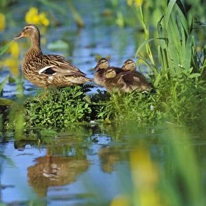 Mallard duck - family, hen with ducklings, resting on old log among yellow iris in pond. USA, June. BD675