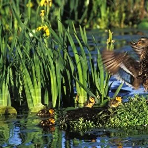 Mallard duck - family, hen with young ducklings. Hen is drying her wings. Yellow iris in pond. Pacific NW. June. bd640